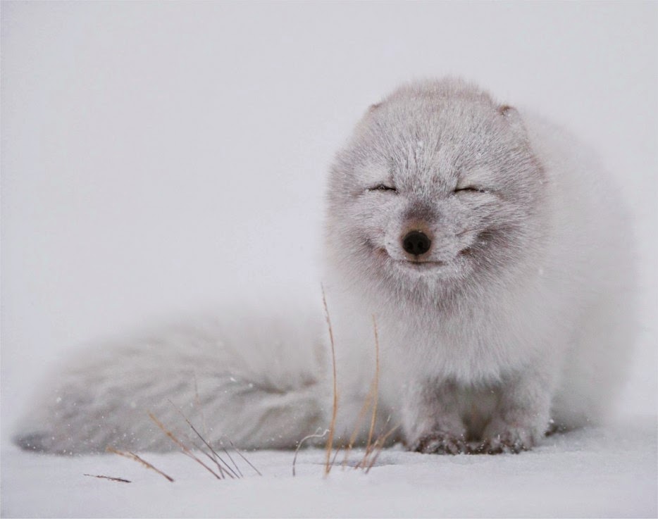 50 Powerful Photos Capture Extraordinary Moments In The Wild - An Arctic Fox Enjoys The Snowfall.