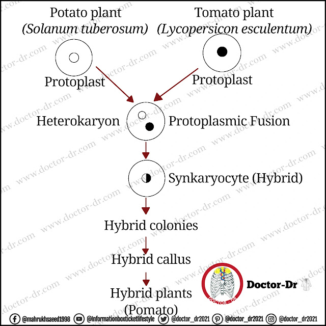 Somatic Hybrids