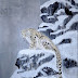 Painting Snow Leopard & Chough