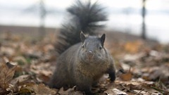 squirrel