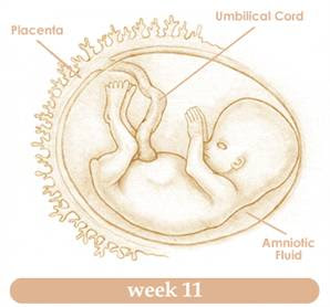 sự phát triển của thai nhi 11 tuần tuổi