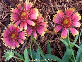 Gaillardia Pulchella Indian Blanket Flower