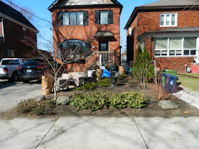 Bloor West Village Front Yard Spring Cleanup After by Paul Jung Gardening Services--a Toronto Organic Gardener
