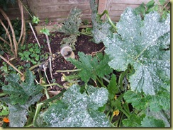 DSCF2364