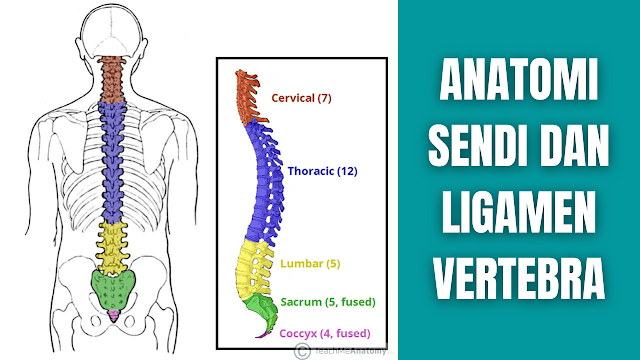 Anatomi Sendi dan Ligamen Vertebra Manusia Kolom vertebra atau vertebral column adalah serangkaian sekitar 33 tulang yang disebut vertebra, yang dipisahkan oleh cakram intervertebralis atau intervertebral discs.  Kolom atau column dapat dibagi menjadi lima wilayah yang berbeda, dengan masing-masing wilayah dicirikan oleh struktur tulang belakang yang berbeda. Namun diartikel ini akan dibahas mengenai sendi dan ligamen vertebra saja dan bisa dilihat dengan sebagai berikut.  Sendi dan Ligamen Vertebra Vertebra mengartikulasikan satu sama lain melalui sendi antara tubuh mereka dan aspek artikular :  Sisi artikular superior kiri dan kanan berartikulasi dengan vertebra di atas. Sisi artikular inferior kiri dan kanan berartikulasi dengan vertebra di bawah. Badan vertebra secara tidak langsung mengartikulasikan satu sama lain melalui diskus intervertebralis. Sendi tubuh vertebral adalah sendi tulang rawan, dirancang untuk menahan beban. Permukaan artikular ditutupi oleh tulang rawan hialin, dan dihubungkan oleh diskus intervertebralis.  Dua ligamen memperkuat sendi tubuh vertebral: ligamen longitudinal anterior dan posterior, yang membentang sepanjang kolom vertebral. Ligamentum longitudinal anterior tebal dan mencegah hiperekstensi kolumna vertebralis. Ligamentum longitudinal posterior lebih lemah dan mencegah hiperfleksi.  Sendi antara facet artikular, yang disebut sendi facet, memungkinkan beberapa gerakan meluncur di antara vertebra. Mereka diperkuat oleh beberapa ligamen:  Ligamentum Flavum Memanjang di antara lamina vertebra yang berdekatan. Interspinous dan Supraspinous Bergabung dengan proses spinosus vertebra yang berdekatan. Ligamentum interspinosa menempel di antara prosesus, dan ligamen supraspinosa menempel pada ujungnya. Ligamentum Intertransversal Memanjang di antara prosesus transversus.   Nah itu dia bahasa dari anatomi sendi dan ligamen vertebra. Melalui bahasan diatas bisa diketahui mengenai anatomi dari sendi dan ligamen vertebra. Mungkin hanya itu yang bisa disampaikan di dalam artikel ini, mohon maaf bila terjadi kesalahan di dalam penulisan, dan terimakasih telah membaca artikel ini."God Bless and Protect Us"  Referensi : teachmeanatomy.info
