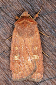 Square-spot Rustic, Xestia xanthographa.  Sevenoaks Wildlife Reserve, 29 August 2018