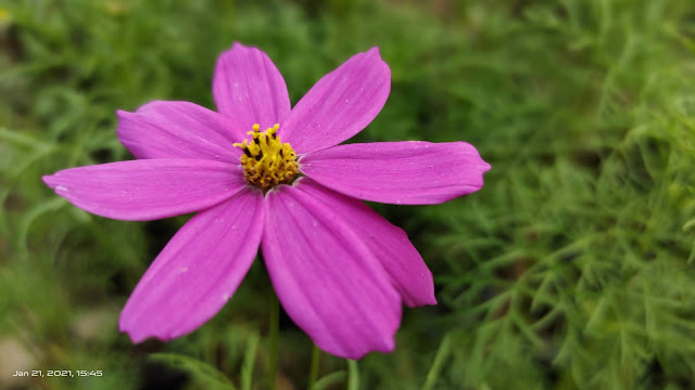 pink flower blur image nature background