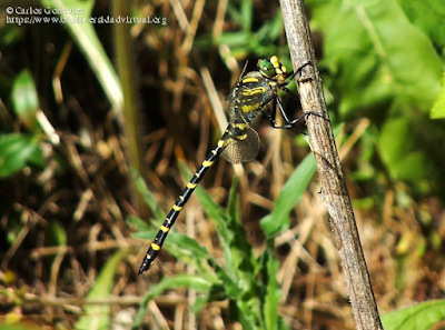 https://www.biodiversidadvirtual.org/insectarium/Cordulegaster-boltonii-(Donovan-1807)-img1004347.html