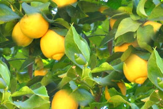lemons tree picture