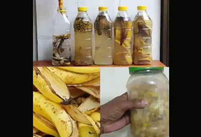 How To Make Banana Peel Fertilizer for Garden