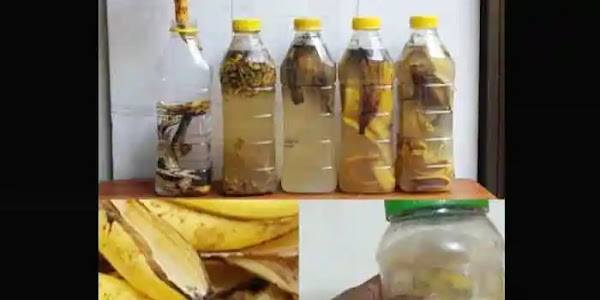 Banana Peel | പഴത്തൊലി വലിച്ചെറിയല്ലേ! പോഷക സമ്പുഷ്ടമായ വളമാക്കി മാറ്റാം; വെള്ളവും പാത്രവും മാത്രം മതി