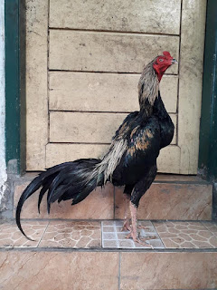 jual beli ayam JAGO ADUAN PETARUNG  mojokerto, jual beli ayam JAGO ADUAN PETARUNG  di solo, jual beli ayam JAGO ADUAN PETARUNG  surabaya, jual beli ayam JAGO ADUAN PETARUNG  tulung agung, jual beli ayam JAGO ADUAN PETARUNG  cilacap, jual beli ayam JAGO ADUAN PETARUNG  kediri, jual beli ayam JAGO ADUAN PETARUNG  purwokerto, jual beli ayam JAGO ADUAN PETARUNG  cilacap