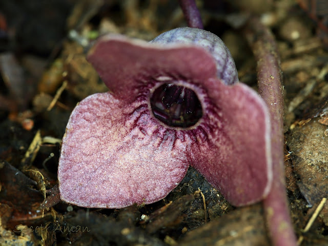 Asarum blumei