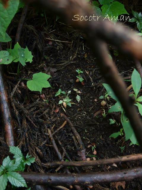 Goodyera schlechtendaliana