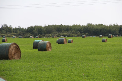 bales of hay await transport