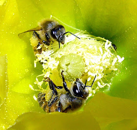 Bees images