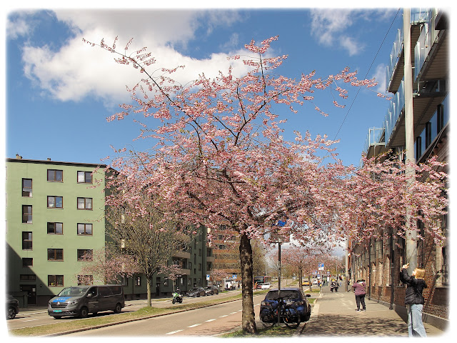 Kirsebærtrærne blomstrer fint i Kjølberggata på Tøyen i Bydel Gamle Oslo.