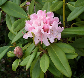 Pink Blossoms to the Spring