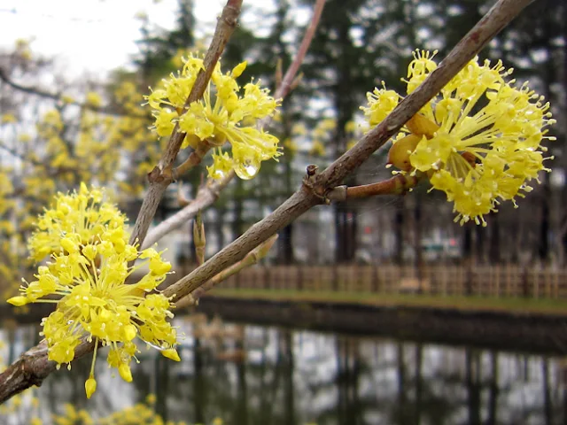 サンシュユの花とつぼみ