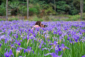 Woman photographer in iris field