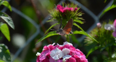 Taubenschwänzchen, Hummingbird Hawk-moth, Kolibri Hawk-lepke, Hummingbird Pylsterteend, Hummingbird Hawk-molë, Hummingbird Hawk-moljac, 