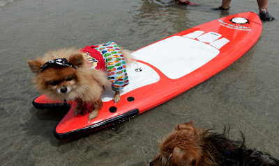 10 pictures of surfing dogs from the 2012 Incredible Surfing Dog Challenge, surfing dogs, funny dogs, surfing dog pictures