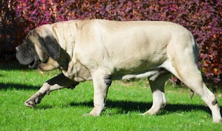 World's Largest Dog Breed - English Mastiff