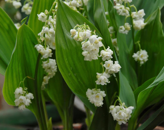 Convallaria majalis 'Prolificans'