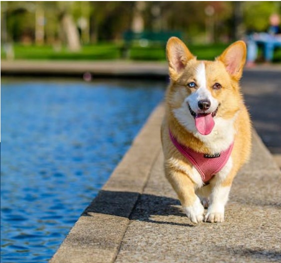 Happy dog at the beach