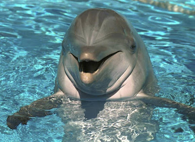 Beautiful Dolphin Normal Resolution HD Wallpaper 4