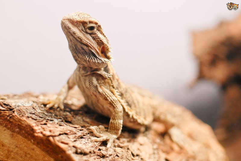 36+ Koleksi Istimewa Bagaimana Pernapasan Hewan Reptil Yang Juga Dapat Hidup Di Air Semisal Buaya