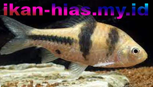 ikan hias air tawar super spanner-barb
