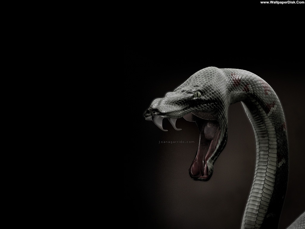 King Cobra HD Wallpapers