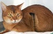 ruddy abyssinian - Tawny - Usual