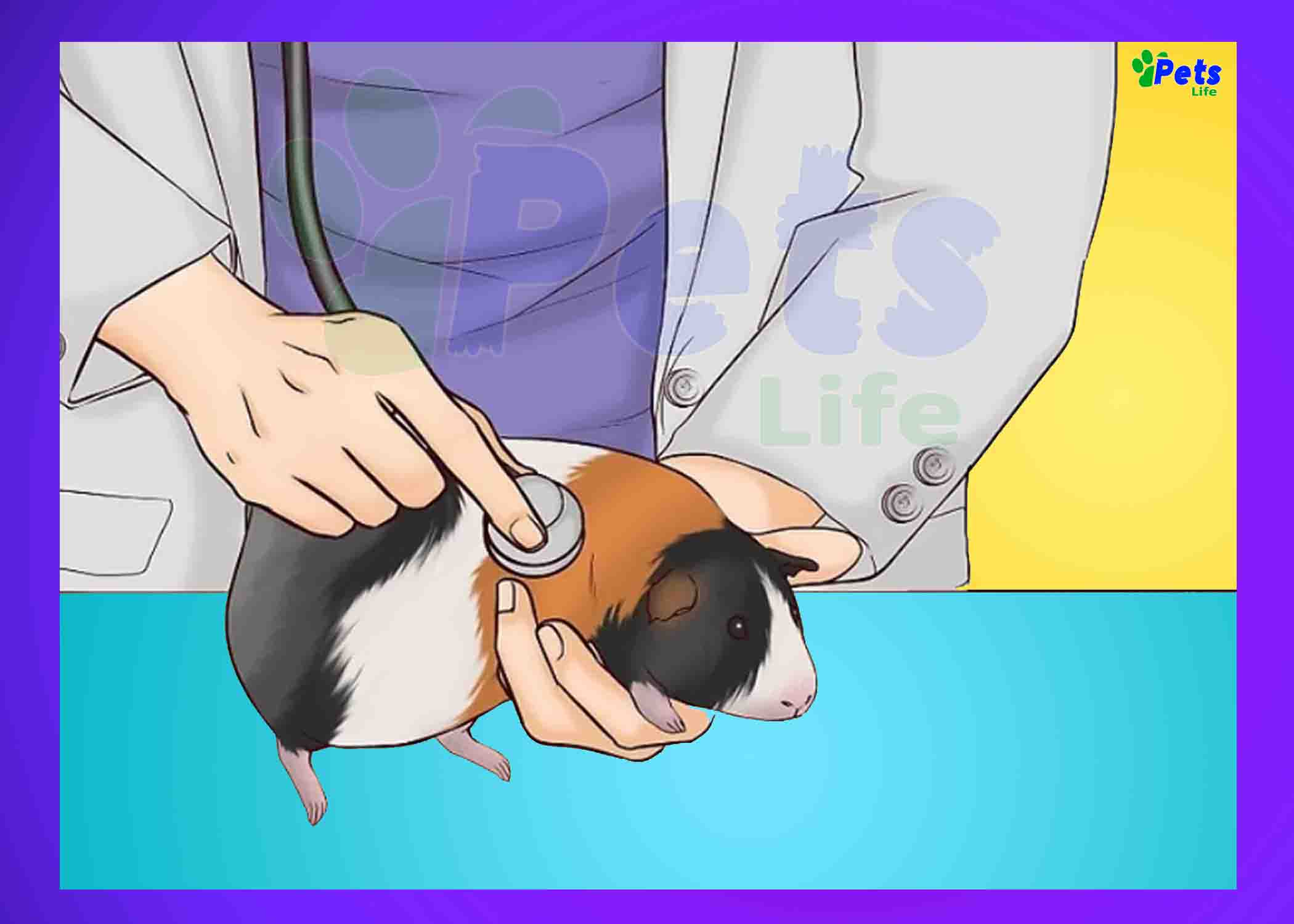 how-long-are-guinea-pigs-pregnant