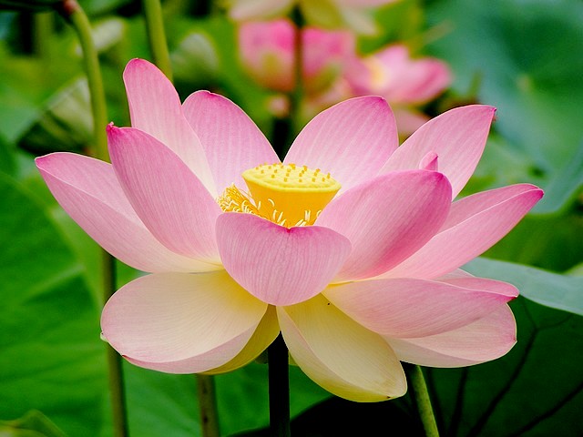 Gambar Bunga Lotus 