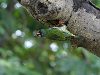 Coppersmith barbet  bird on a tree