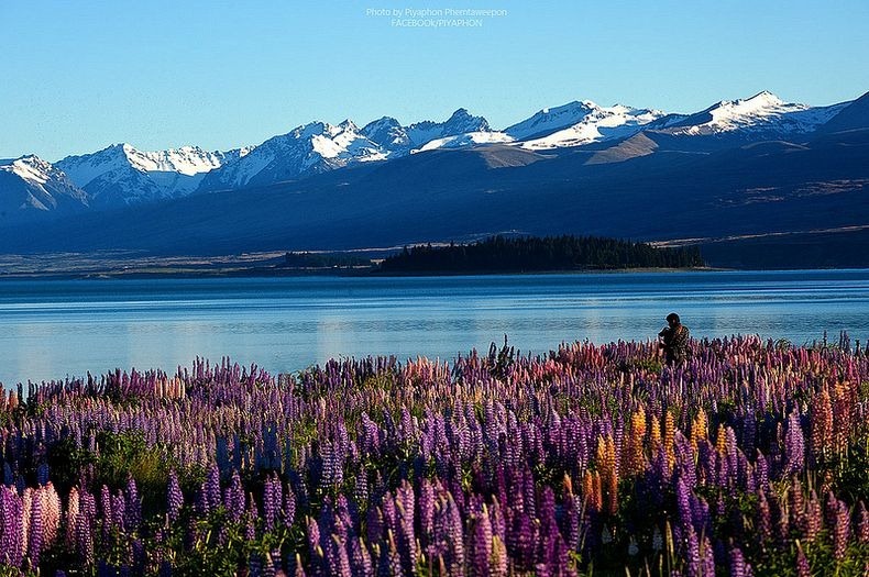 lupins-lake-tekapo-4 lupins-lake-tekapo-4