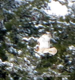 Red-Tailed Hawk