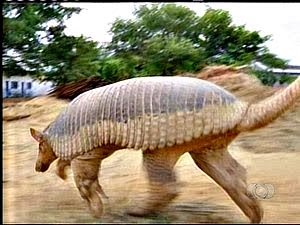 Tatu gigante, de espécie rara, é encontrado em Gurupi, Tocantins