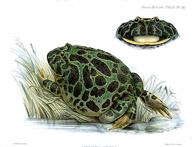 sapo pacman Ceratophrys ornata