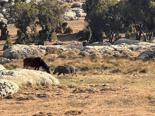 A warthog and a horse graze together in the scenic Dinsho Valley, Ethiopia. The landscape features rolling grasslands, scattered rocks, and native trees, showcasing the diverse wildlife and natural beauty of the region.