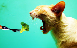 Fond d'ecran chat mange wallpaper