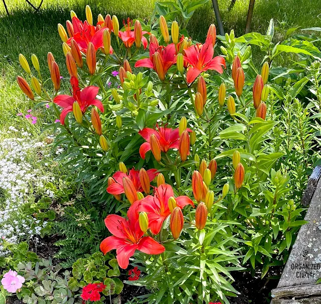 My Late June Flower Junk Garden Border With Planting Guide #junkgarden #flowergardening #annuals #perennials #plantingguide #flowerborder #gardendecor #farmhousegarden