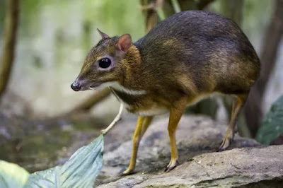 Male Java mouse-deer with elongated canines.