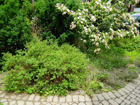 Leslieville front garden cleanup weeding before by Paul Jung Gardening Services Toronto