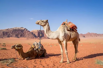 Camel For Qurbani Price in Pakistan