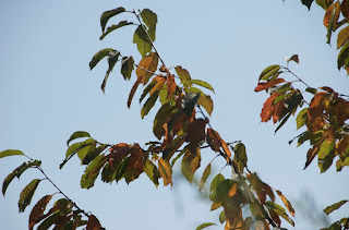 Prunus, merisier, couleur automne, grand arbre,