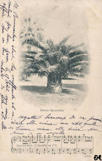palmier juboea spectabilis