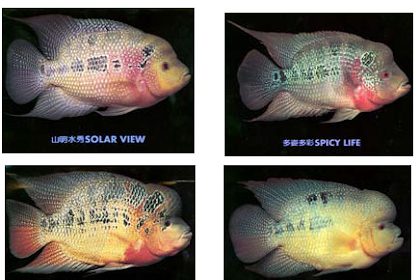 CARA MERAWAT IKAN LOUHAN YANG TEPAT